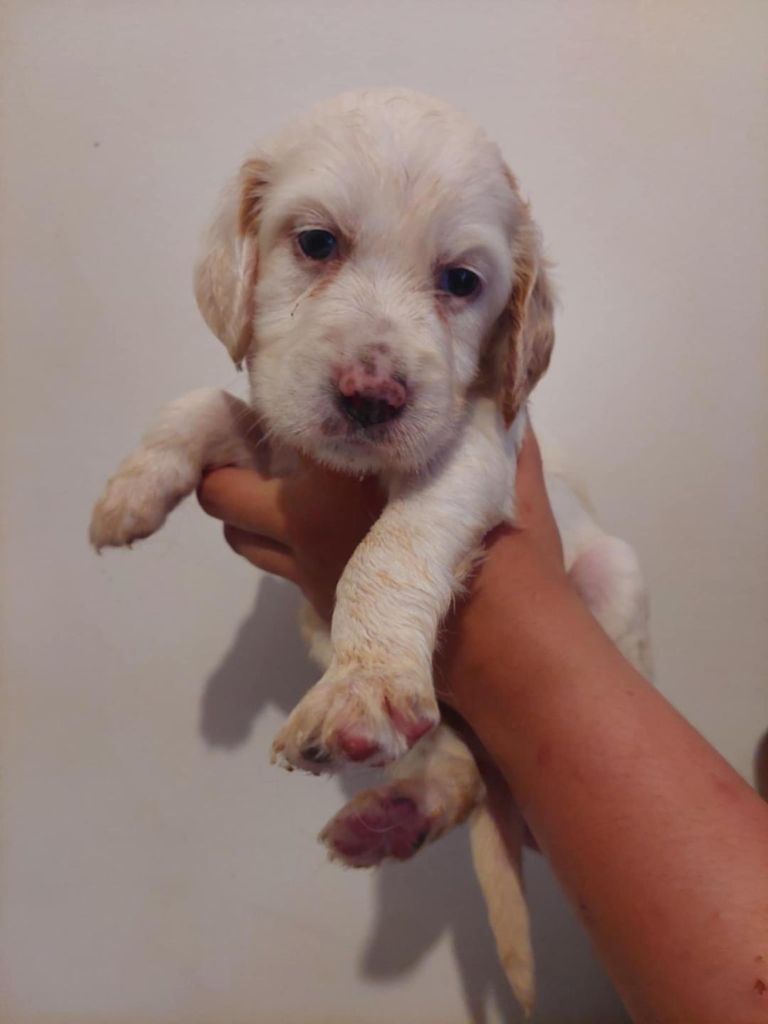 Des Vents De Diane - Chiots disponibles - Setter Anglais