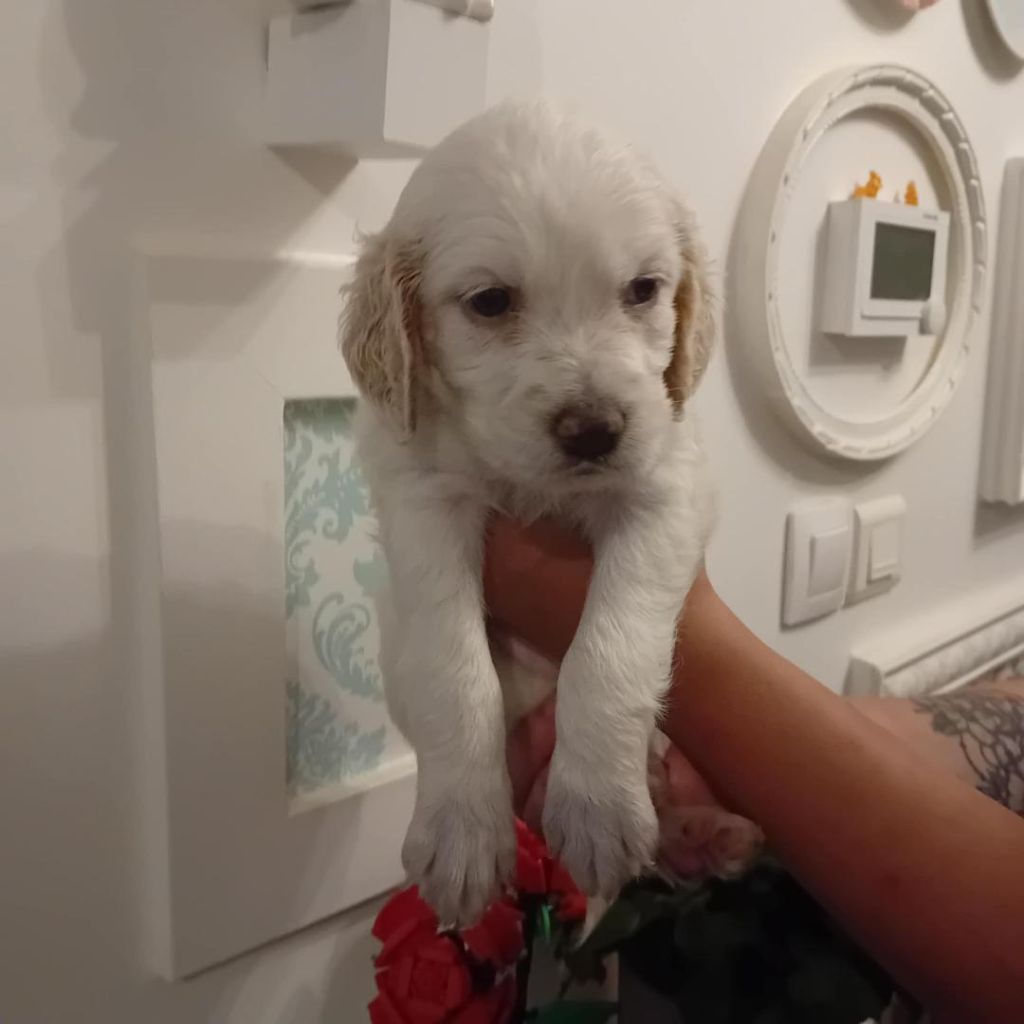 Des Vents De Diane - Chiots disponibles - Setter Anglais