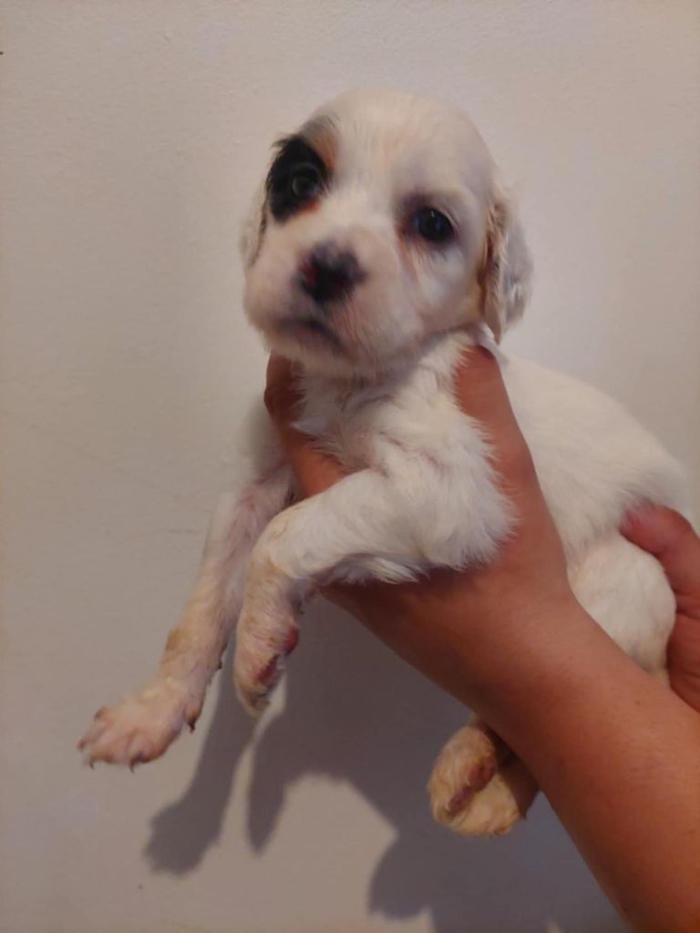Des Vents De Diane - Chiots disponibles - Setter Anglais