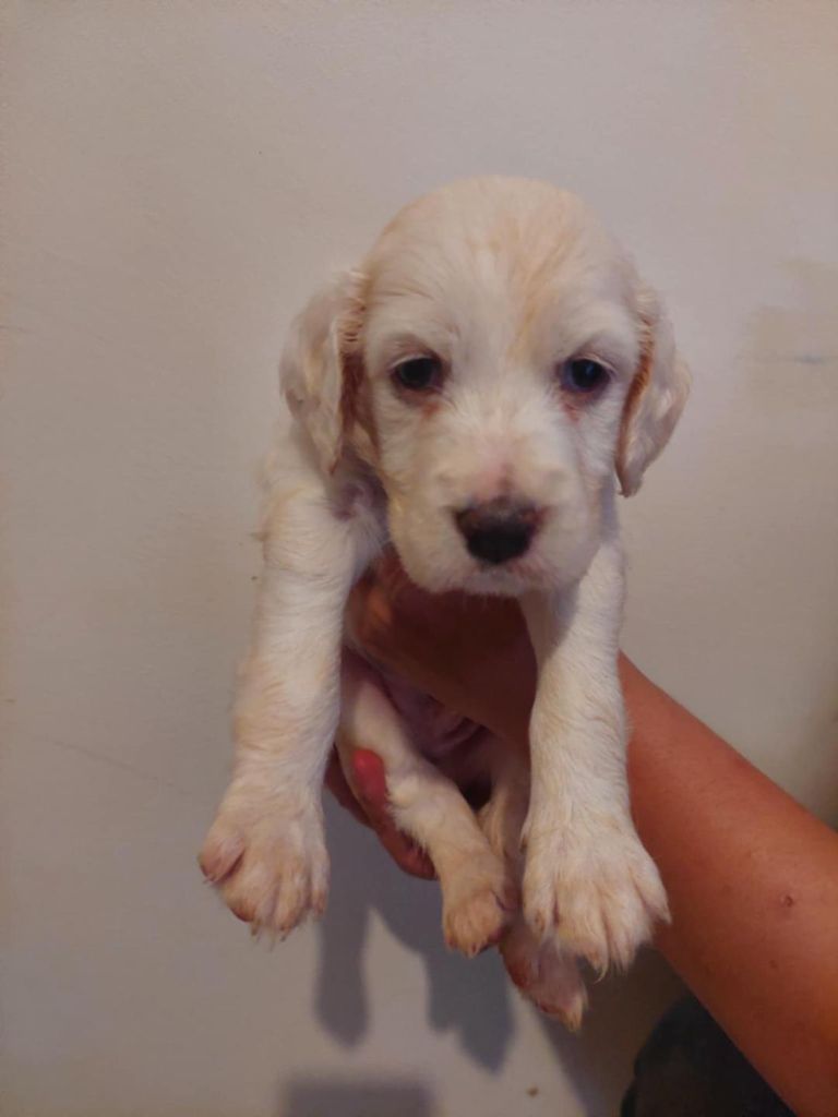 Des Vents De Diane - Chiots disponibles - Setter Anglais